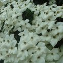 Cornus kousa fleur